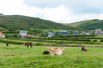 Obraz premium Horses and cows graze on green grass near Biville on the coast of English Channel in Normady, France