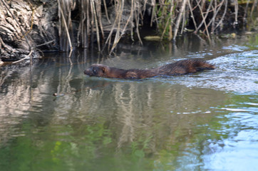 Fototapeta premium American mink is an introduced species in Ukraine. Mink in its natural habitat on the Bucha river in the Kiev region. Fauna of Ukraine.