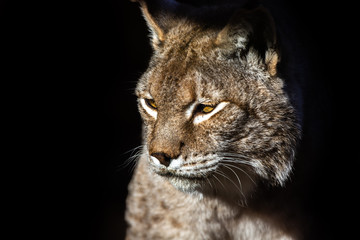 Luchs