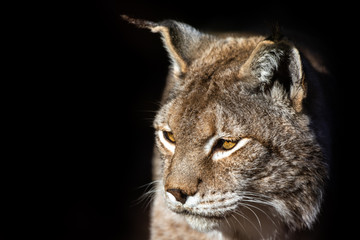 Luchs Portrait