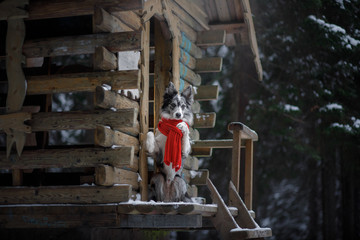 dog in a red scarf at the wooden house. Border Collie in winter. Pet on a walk