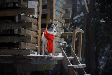dog in a red scarf at the wooden house. Border Collie in winter. Pet on a walk