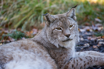 Luchs