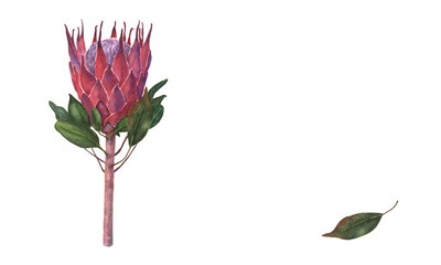 Watercolor hand drawn illustration of colorful king protea plant with flower and leaves. Colorful pink protea, South Africa symbol, isolated on white background with copy space. 