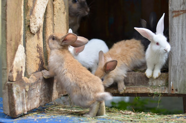 Young rabbits in a cage on a private farm in Ukraine. Shallow depth of field.
