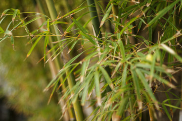bamboo background
