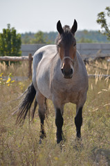 Horse on pasture in the Ukrainian village