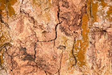 Brown tree bark
