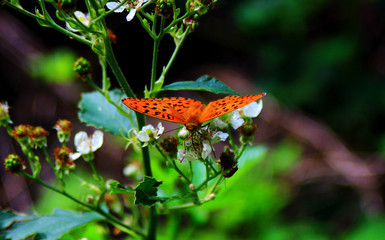 Nymphalidae Butterflies  - Is one of the largest family of butterfly in the Europe 
