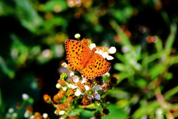 Nymphalidae Butterflies  - Is one of the largest family of butterfly in the Europe 