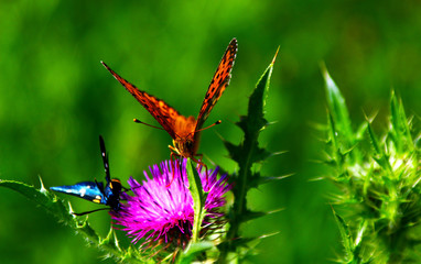 Nymphalidae Butterflies  - Is one of the largest family of butterfly in the Europe 