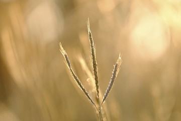Fototapeta premium Silhouette sunset with a single wild grass flower blossom in a garden and warm light. 