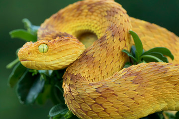 Venomous Bush Viper (Atheris squamigera) coiled to strike - Orange variation