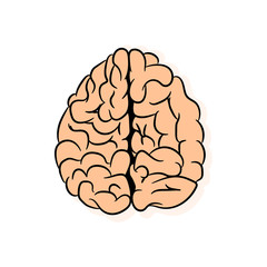 Anatomically correctly outline of human brains. The picture for textbooks with anatomy.  vector illustration of human brain on white background. 