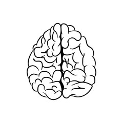 Anatomically correctly outline of human brains. The picture for textbooks with anatomy.  vector illustration of human brain on white background. 