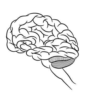 Anatomically correctly outline of human brains. The picture for textbooks with anatomy.  vector illustration of human brain on white background. 