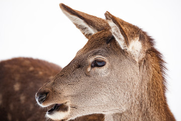 roe deer in winter snow