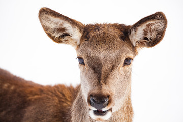 roe deer in winter snow