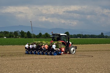 Naklejka premium Tabakanbau in Deutschland mit Traktor und Landarbeitern beim Anpflanzen