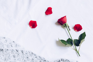 Red rose and petals