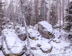 Winter forest