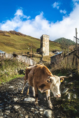 View of walking and pasturing cows in herd on rocky road of old remote village with mountains, Svaneti 