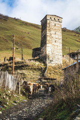 View of walking and pasturing cows in herd on rocky road of old remote village with mountains, Svaneti 