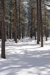 Fototapeta premium Idyllic day of winter in the woods