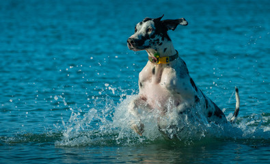 Obraz premium Pet's of Dog Beach