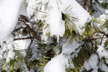 Idyllic day of winter in the woods