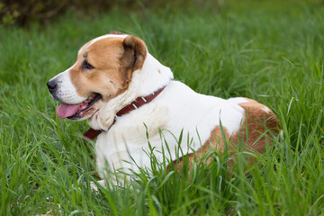 Big dog Alabai , Central Asian Shepherd Dog outdoors lying in grass	