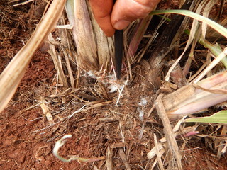 Sugarcane with disease. Scientific name: Mahanarva fimbriolata.