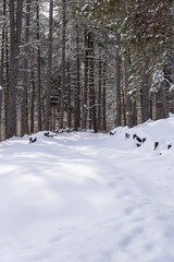 Idyllic day of winter in the woods