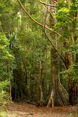 Madagascar landscape, wilderness rainforest, Amber Mountain national park