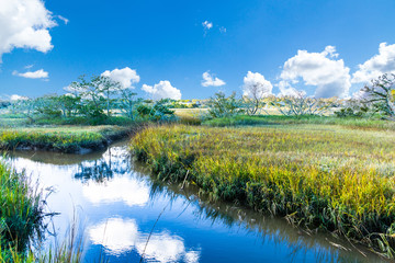 Fototapeta na wymiar Calm Blue Stream Through Wetland Marsh