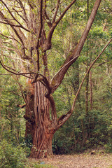 Madagascar landscape, wilderness rainforest, Amber Mountain national park