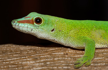 Phelsuma Gecko (Phelsuma madagascariensis)in natural habitat on tree. Amber Mountain, Madagascar wildlife and wilderness