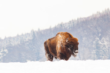 european bison (Bison bonasus) in natural habitat in winter © Melinda Nagy