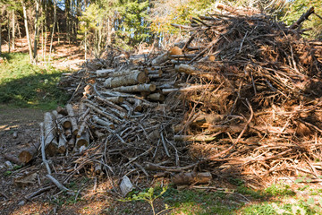 Fir wood cut and stacked in the woods.