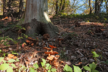 A number of mushrooms grown at the foot of a tree in the woods.