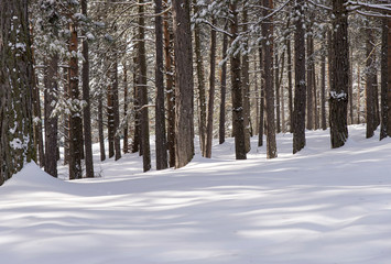 Winter day into the woods
