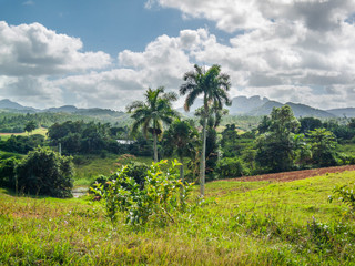 Cuban countryside an amazing landscape. Viñales, west Cuba, agricultural land where the tobacco for the cigars are produced on this farm lands. Big boulders and palm trees on a tropical environment