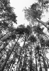 Winter day into the woods