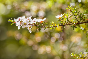 white manuka tree flowers in bloom with blurred background and copy space