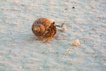 A crab going out of the water in a sandy beach at Cayo Levissa Island in North of Cuba an amazing place for sea wild life and water birds watching