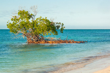 Amazing mangroves at an idyllic travel destination Cayo Levissa Island at Cuba Island an amazing...