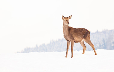 Obraz premium roe deer in winter snow