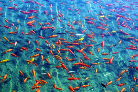 gruppo di pesci rossi che nuotano in superficie nell'acqua dolce del canale in Piazza di Spagna nella città di Siviglia in Andalusia, Spagna 