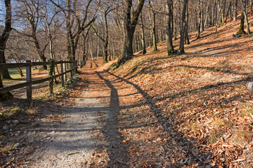Panoramic view of a forest path on an autumn afternoon.