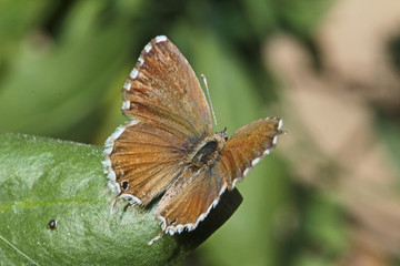 piccola farfalla bruna (Cacyreus marshalli)
